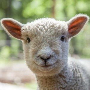 Meet your Posher, Frances